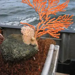Red Tree Coral, photo 6