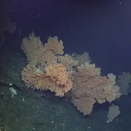 Red Tree Coral, photo 8