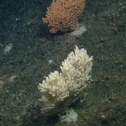 Red Tree Coral, photo 9