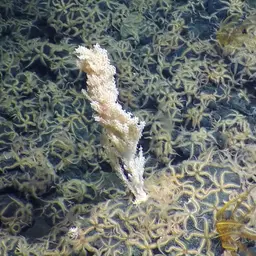 Red Tree Coral, photo 10