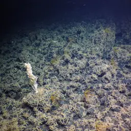 Red Tree Coral, photo 11