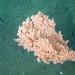 Red Tree Coral, photo 12