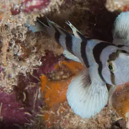 Blackbarred Reefgoby