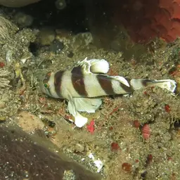 Blackbarred Reefgoby, photo 2