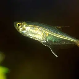 Glass Bloodfish, photo 1