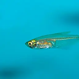 Glass Bloodfish, photo 2