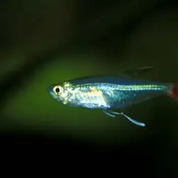 Glass Bloodfish, photo 3