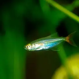 Glass Bloodfish, photo 4
