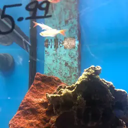 Glass Bloodfish, photo 6