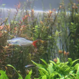 Glass Bloodfish, photo 7