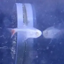 Glass Bloodfish, photo 8