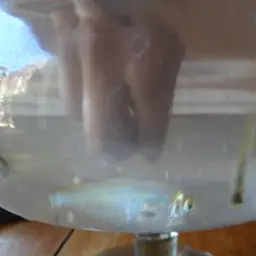 Glass Bloodfish, photo 9