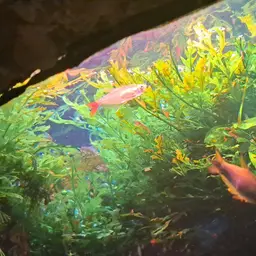 Glass Bloodfish, photo 10