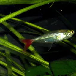 Glass Bloodfish, photo 11