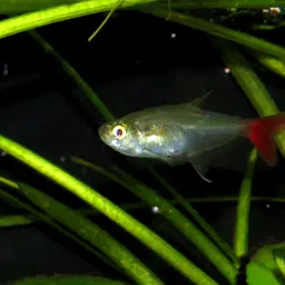 Glass Bloodfish, photo 12