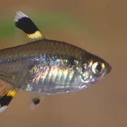 X-Ray Tetra, photo 10