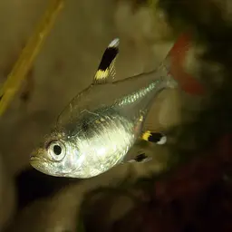 X-Ray Tetra, photo 11