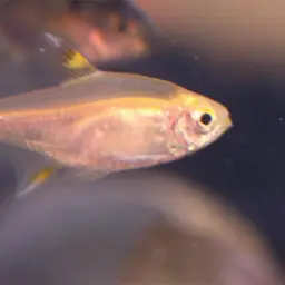 X-Ray Tetra, photo 12