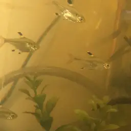 X-Ray Tetra