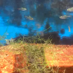 X-Ray Tetra, photo 2