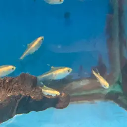 X-Ray Tetra, photo 3