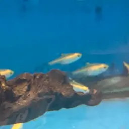 X-Ray Tetra, photo 4