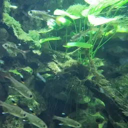 X-Ray Tetra, photo 5