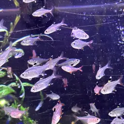 X-Ray Tetra, photo 6