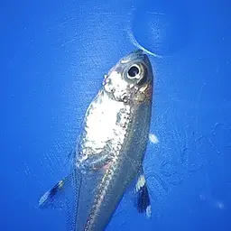 X-Ray Tetra, photo 7