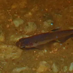 X-Ray Tetra, photo 8