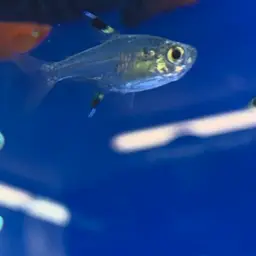 X-Ray Tetra, photo 9