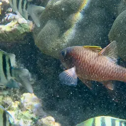 Iridescent Cardinalfish