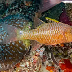Iridescent Cardinalfish, photo 2