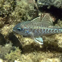 Iridescent Cardinalfish, photo 3