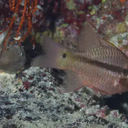 Iridescent Cardinalfish, photo 4