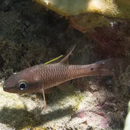 Iridescent Cardinalfish, photo 5