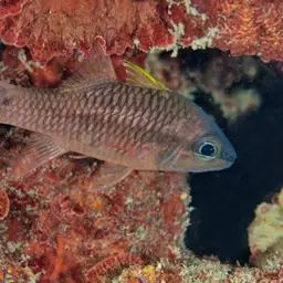 Iridescent Cardinalfish, photo 6