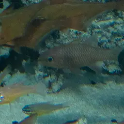 Iridescent Cardinalfish, photo 7