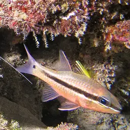 Iridescent Cardinalfish, photo 8