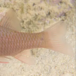 Iridescent Cardinalfish, photo 9