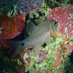 Iridescent Cardinalfish, photo 11