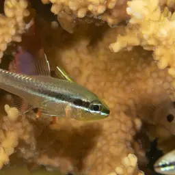 Iridescent Cardinalfish, photo 12