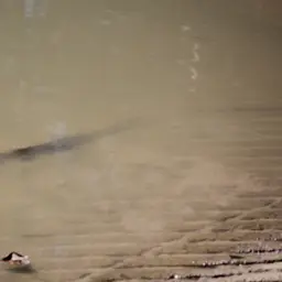 Greattooth Sawfish, photo 2
