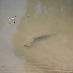 Greattooth Sawfish, photo 3