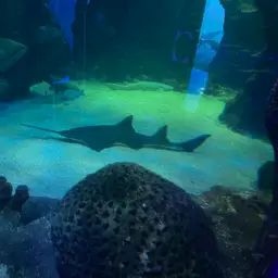 Greattooth Sawfish, photo 4