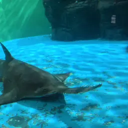 Greattooth Sawfish, photo 5