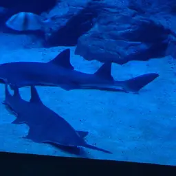 Greattooth Sawfish, photo 6