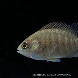 Malayan Leaffish, photo 1