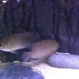 Malayan Leaffish, photo 3