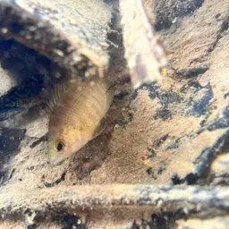 Malayan Leaffish, photo 4
